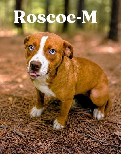 Roscoe, Adoptable, Adult Male Mixed Breed & Mixed Breed.