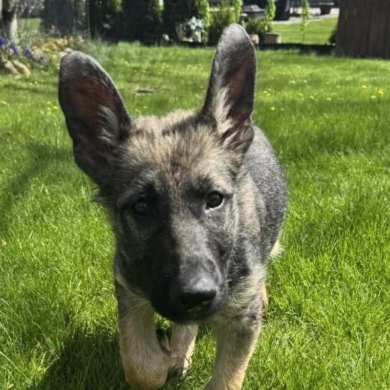 Dakota, adopted, Puppy Female German Shepherd Dog.