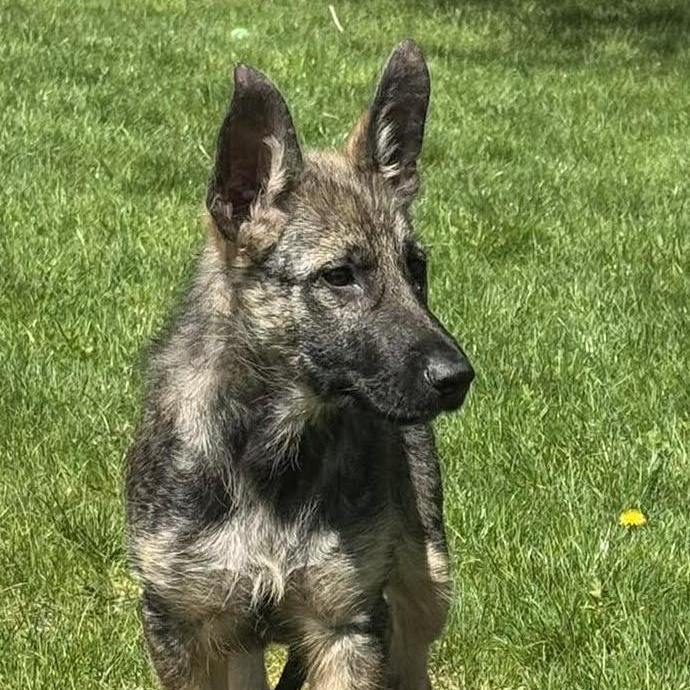 Dakota, an adopted German Shepherd Dog in Rochester, NY image 2/5