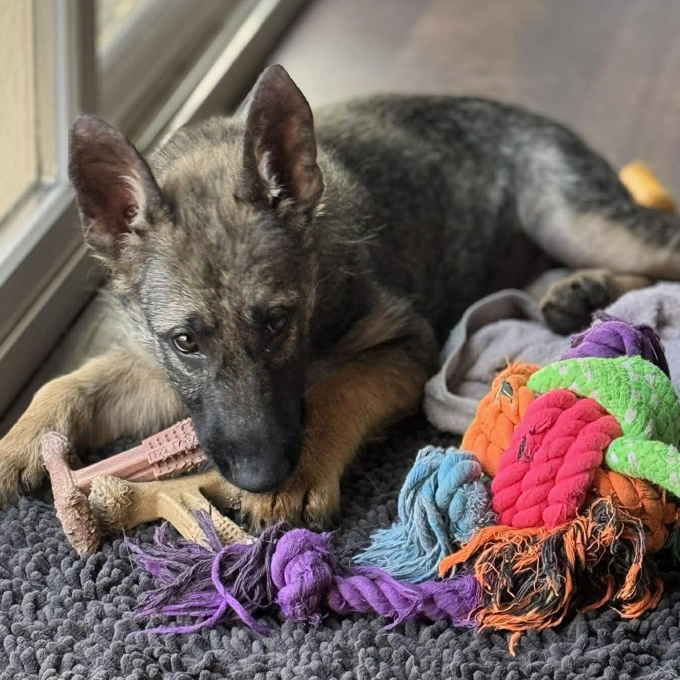 Dakota, an adopted German Shepherd Dog in Rochester, NY image 4/5
