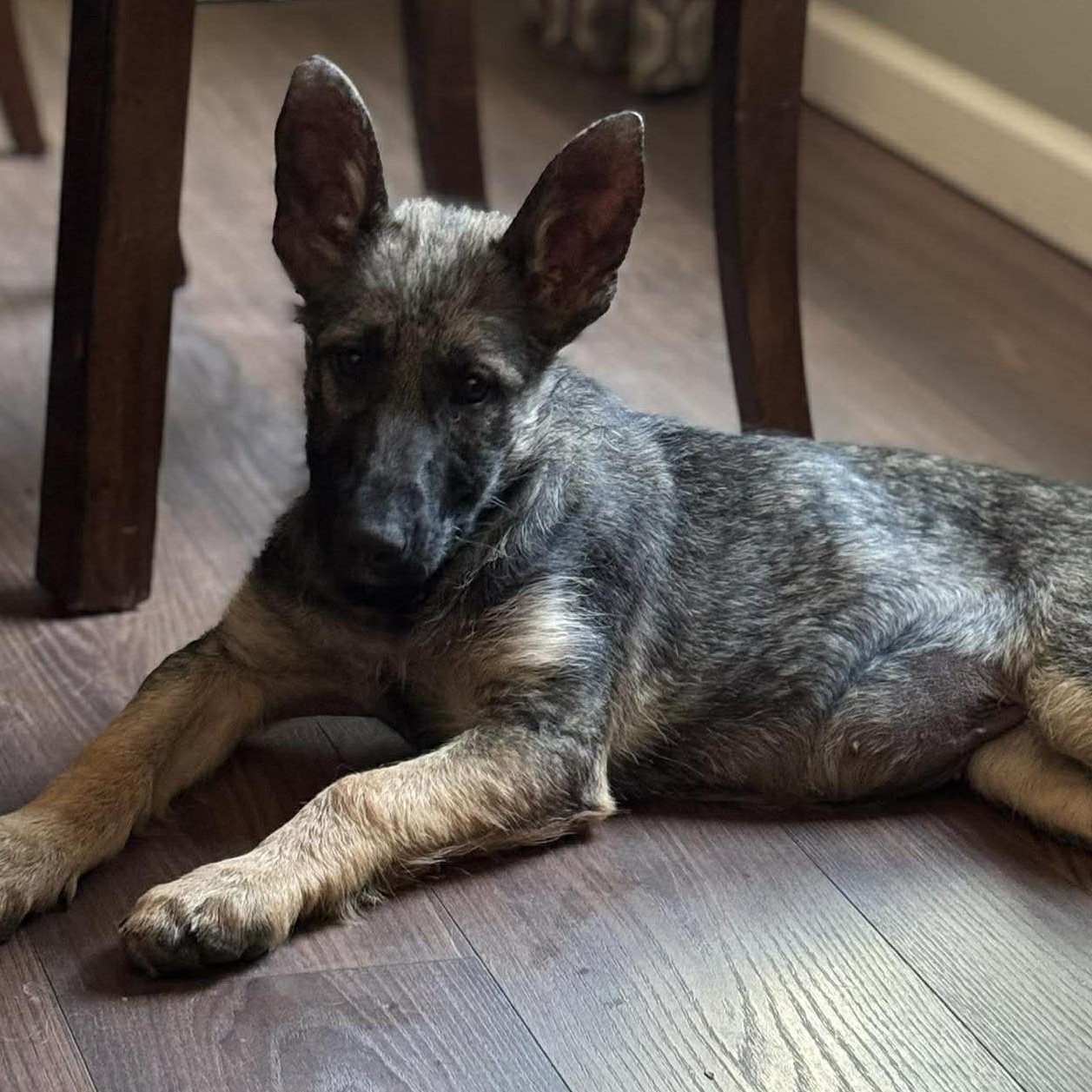 Dakota, an adopted German Shepherd Dog in Rochester, NY image 5/5