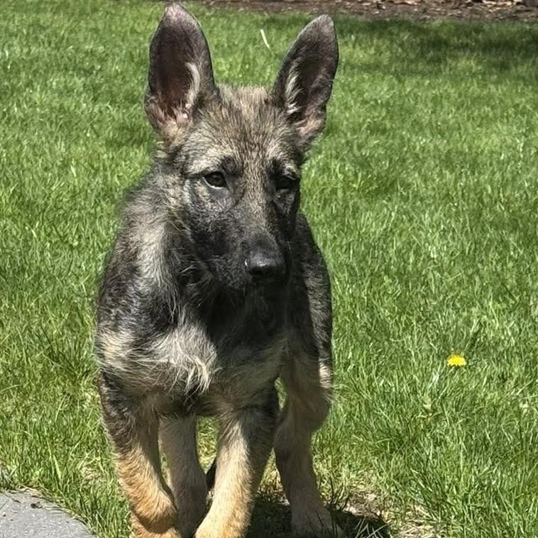 Dakota, an adopted German Shepherd Dog in Rochester, NY image 3/5