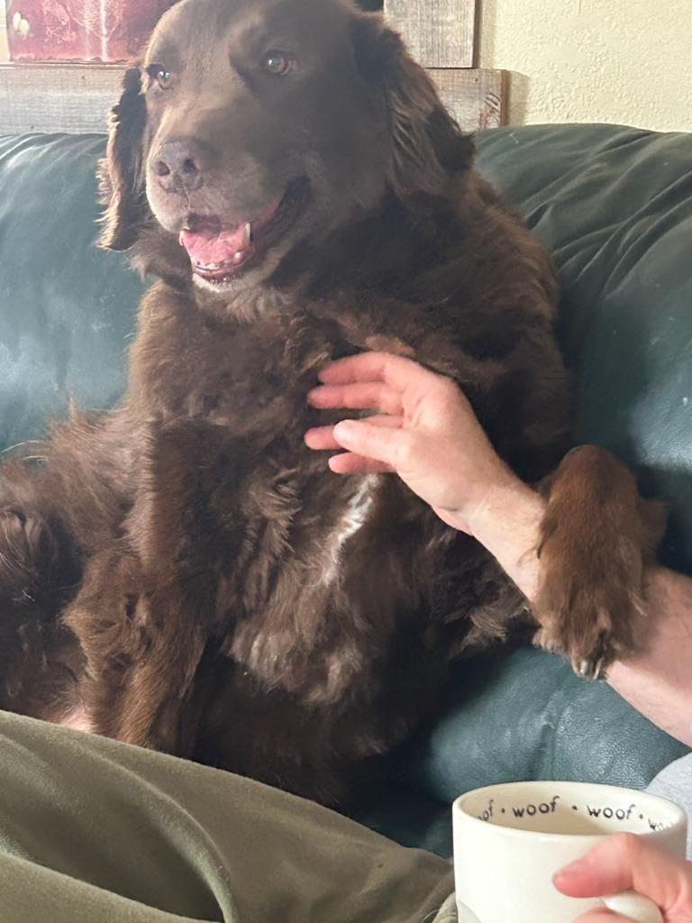 Enlarge Grandpa Olaf, a Adoptable mixed breed in Minneapolis, MN image 3/4