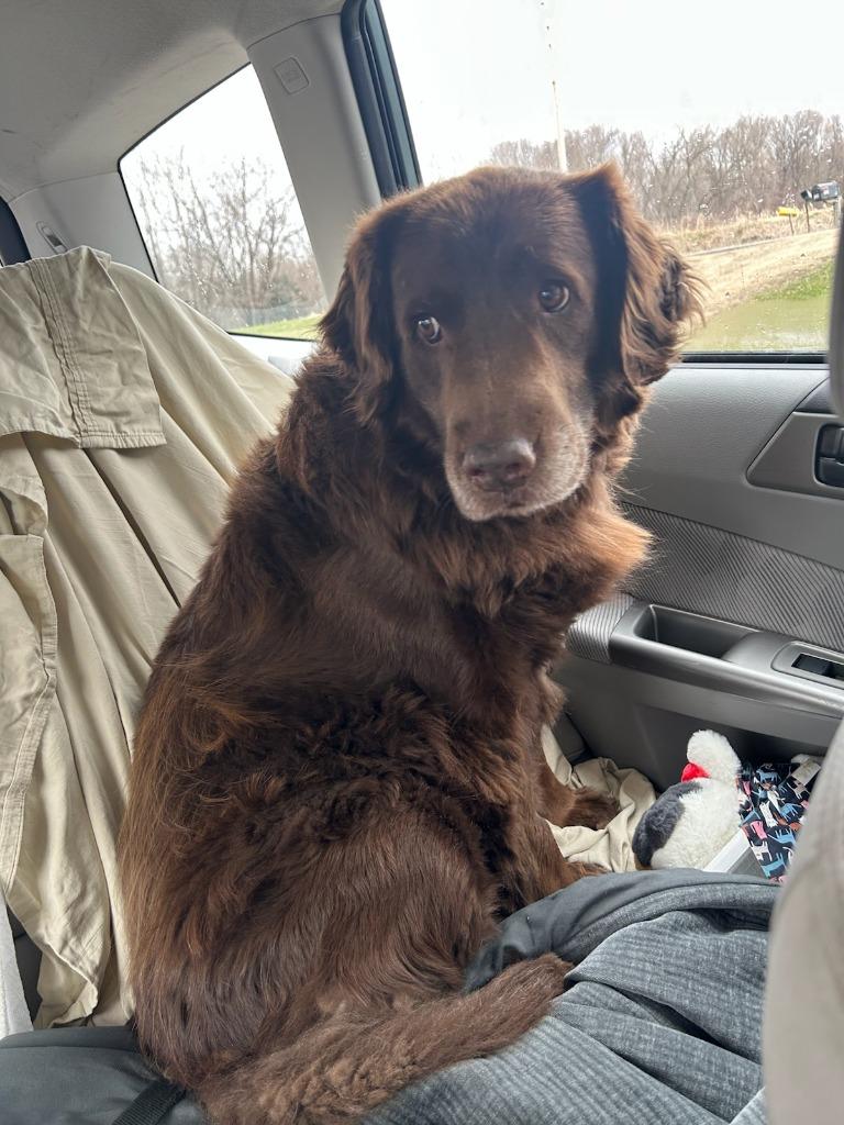 Grandpa Olaf, Adoptable, Senior Male Labrador Retriever & Newfoundland Dog.