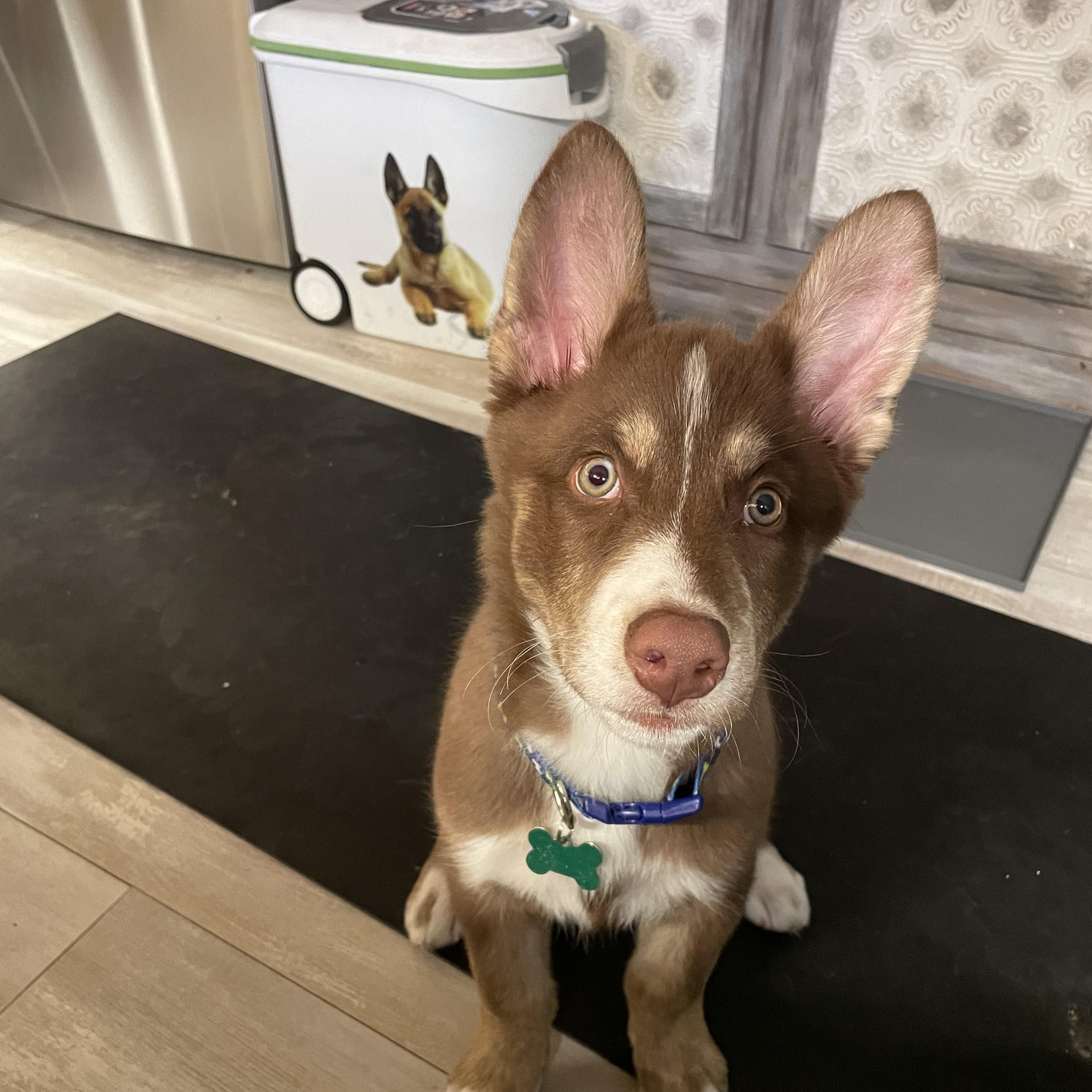 Enlarge Kodie- ADOPT Me!!, an adopted Husky in Redondo Beach, CA image 1/3