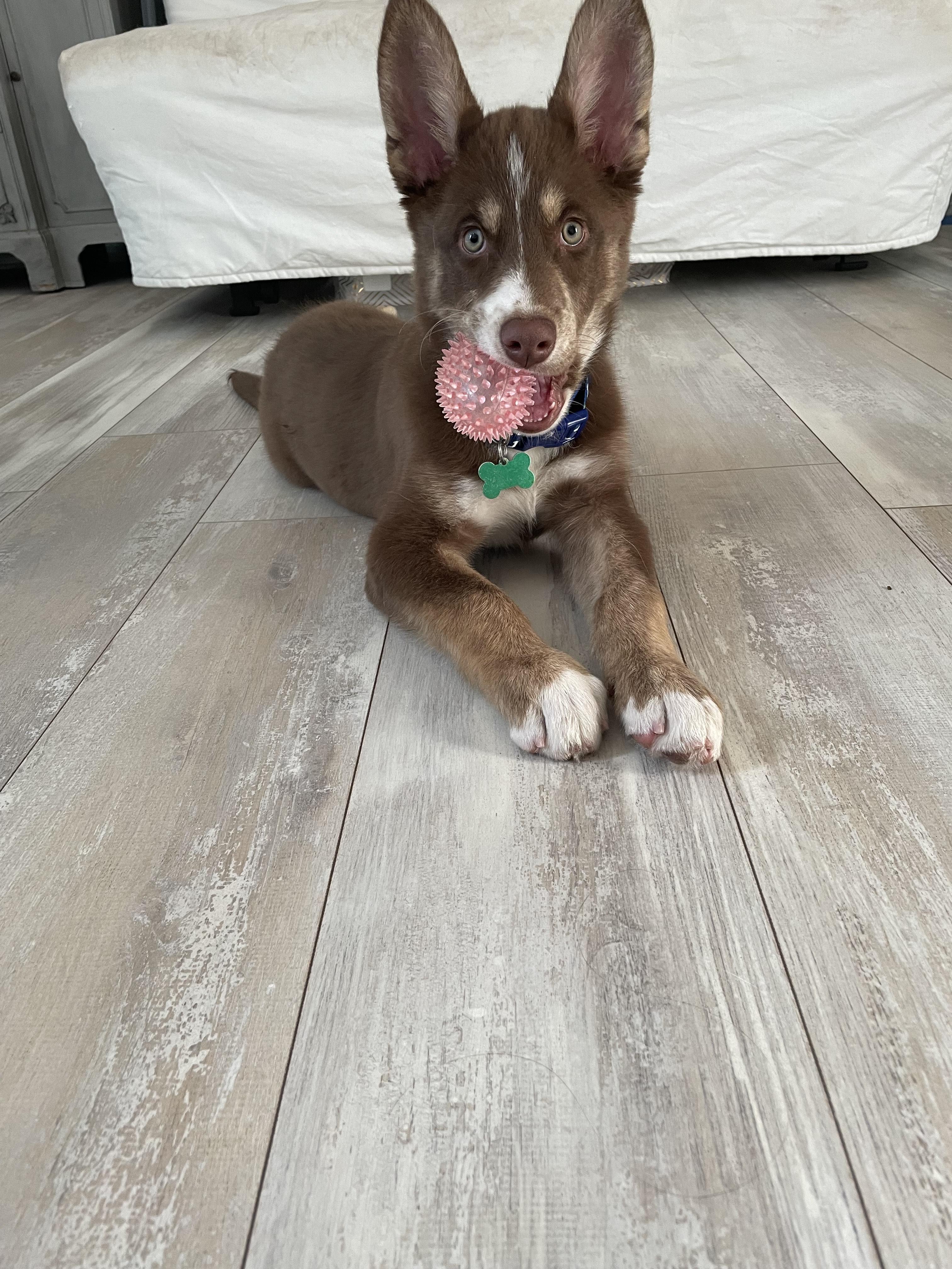 Enlarge Kodie- ADOPT Me!!, an adopted Husky in Redondo Beach, CA image 3/3