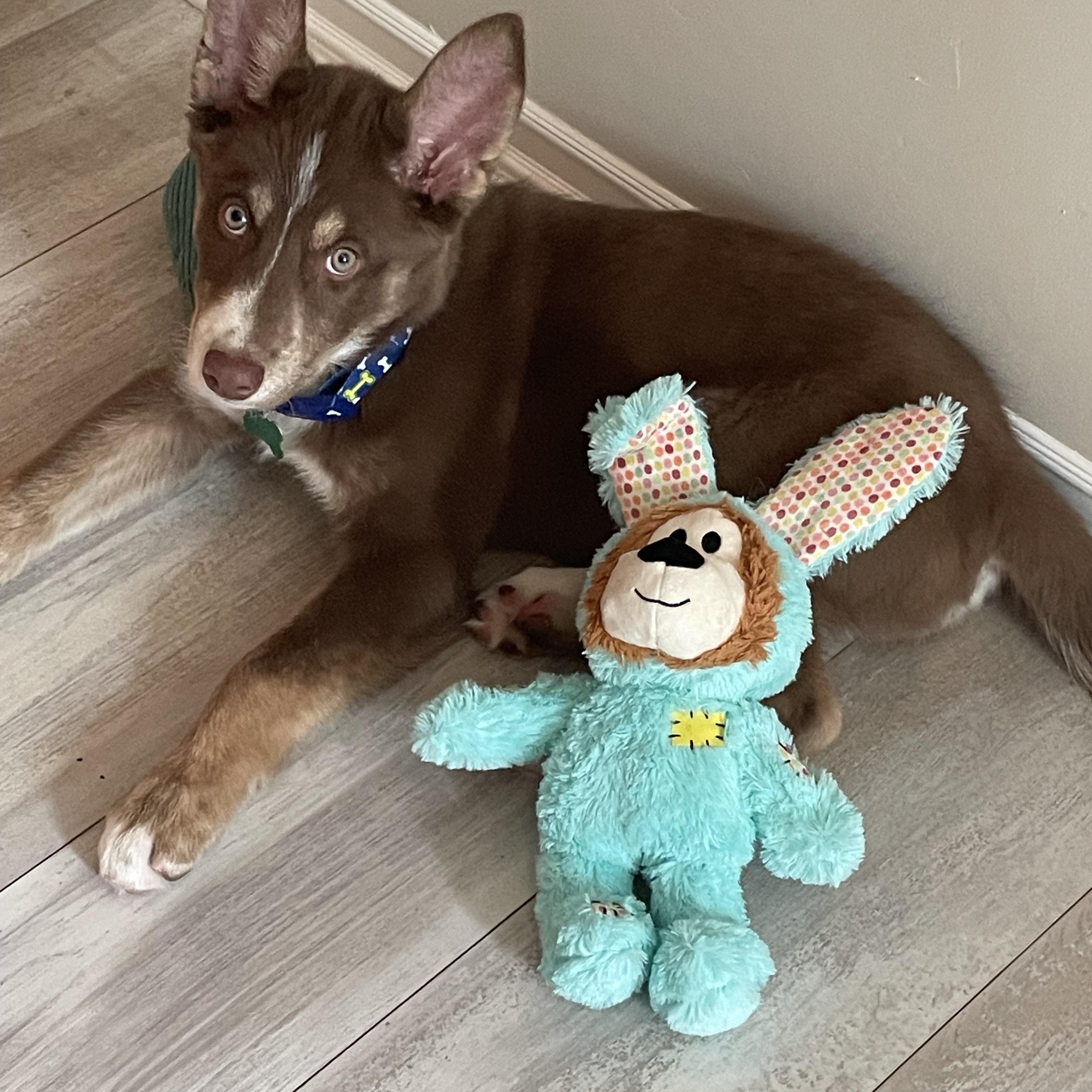 Enlarge Kodie- ADOPT Me!!, an adopted Husky in Redondo Beach, CA image 2/3