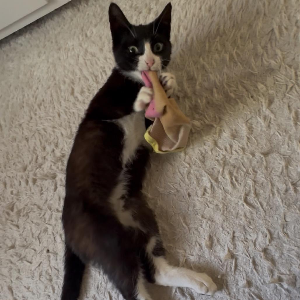 Rose, a Adoptable Domestic Short Hair in Westport, CT image 2/6