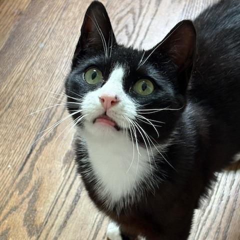 Rose, a Adoptable Domestic Short Hair in Westport, CT image 3/6