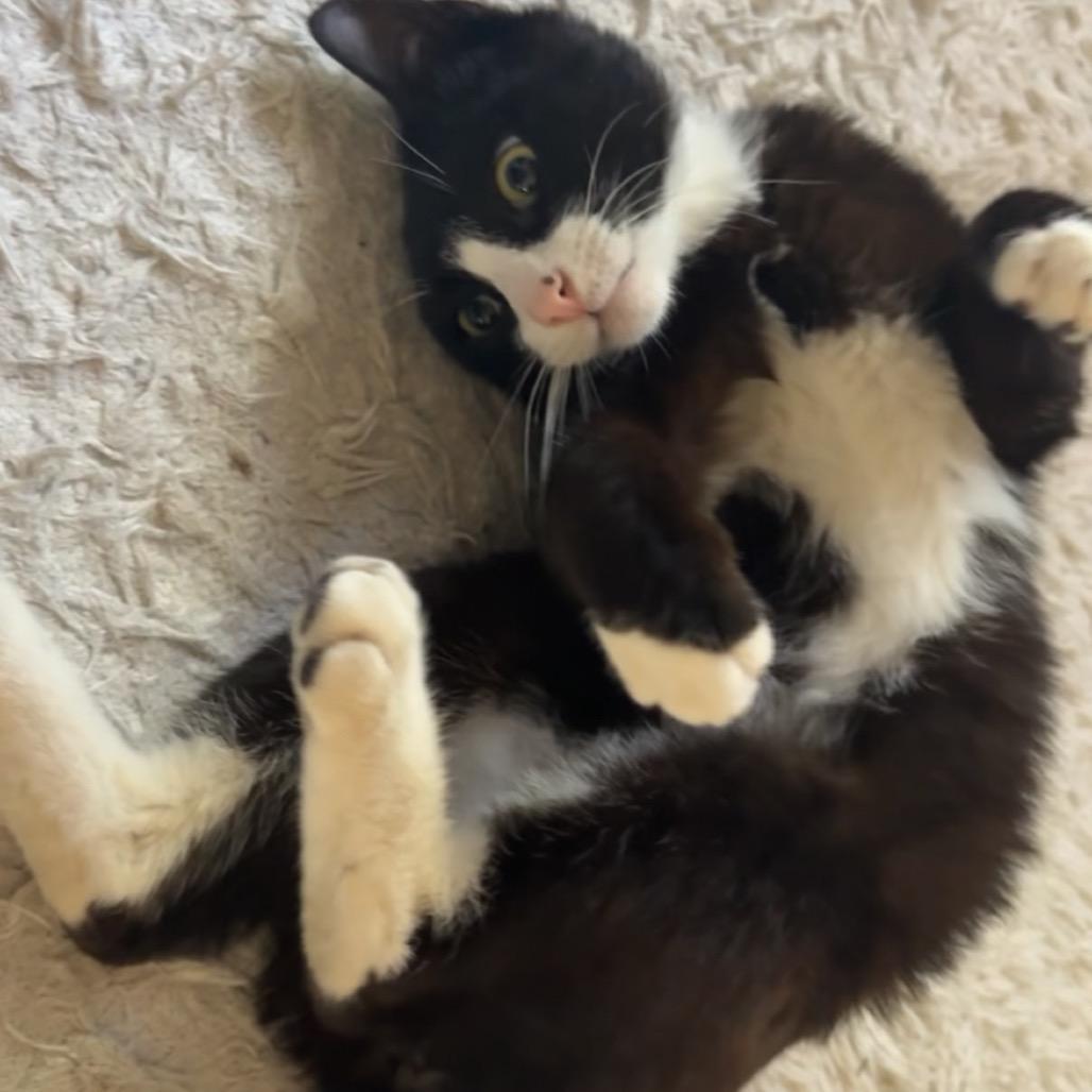 Rose, a Adoptable Domestic Short Hair in Westport, CT image 3/6
