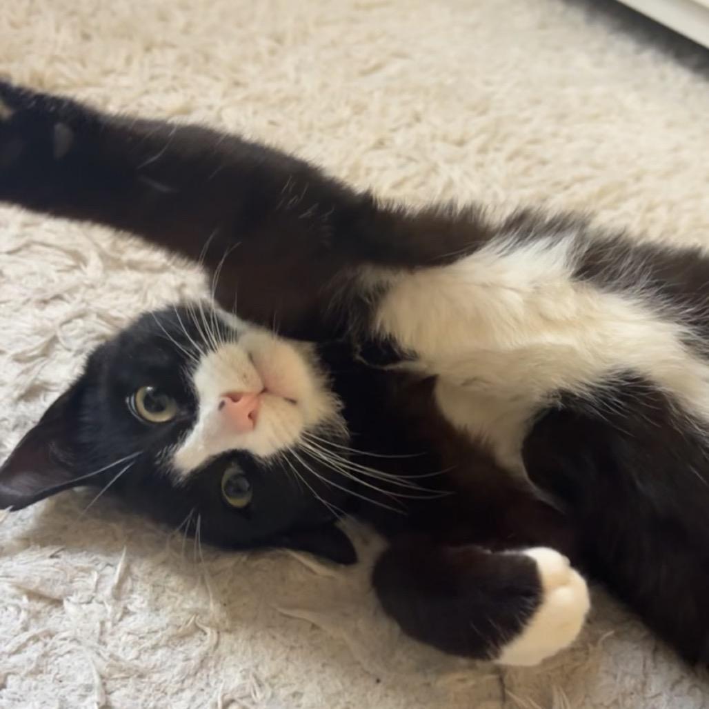Rose, a Adoptable Domestic Short Hair in Westport, CT image 4/6