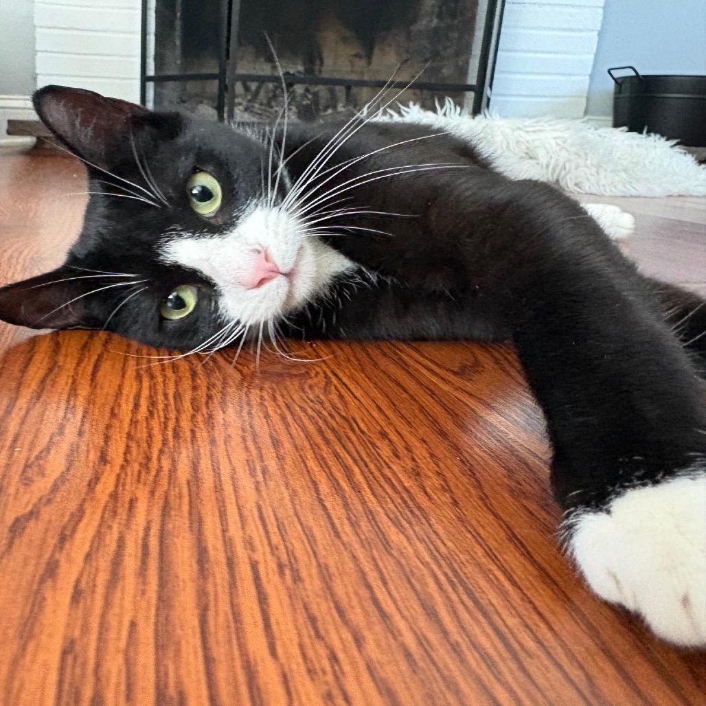 Enlarge Rose, a Adoptable Domestic Short Hair in Westport, CT image 5/6