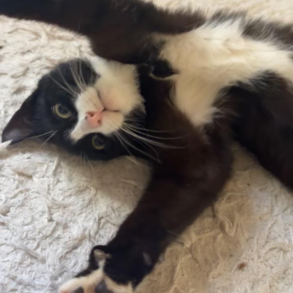 Rose, a Adoptable Domestic Short Hair in Westport, CT image 5/6