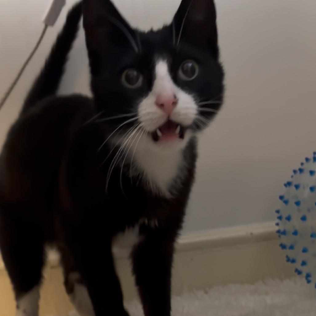 Rose, a Adoptable Domestic Short Hair in Westport, CT image 6/6
