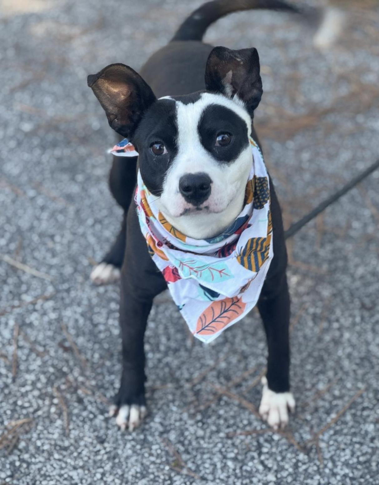 Whitney, ADOPTABLE, Young Female Mixed Breed.