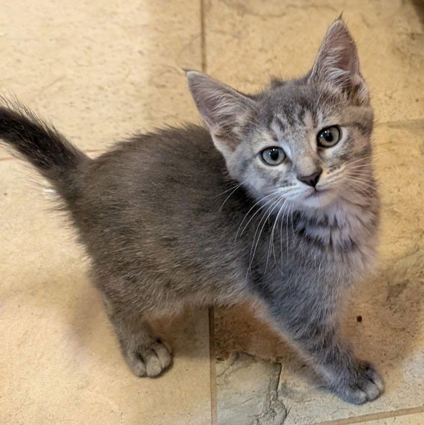 Chickory — thumbnail 3