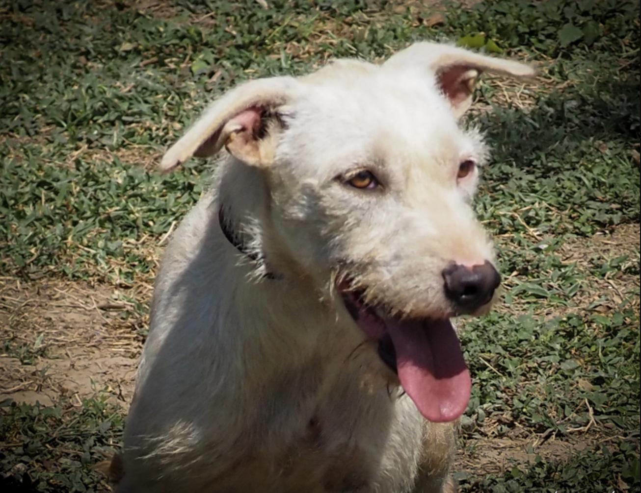 Jacob, Adoptable, Young Male Mixed Breed.