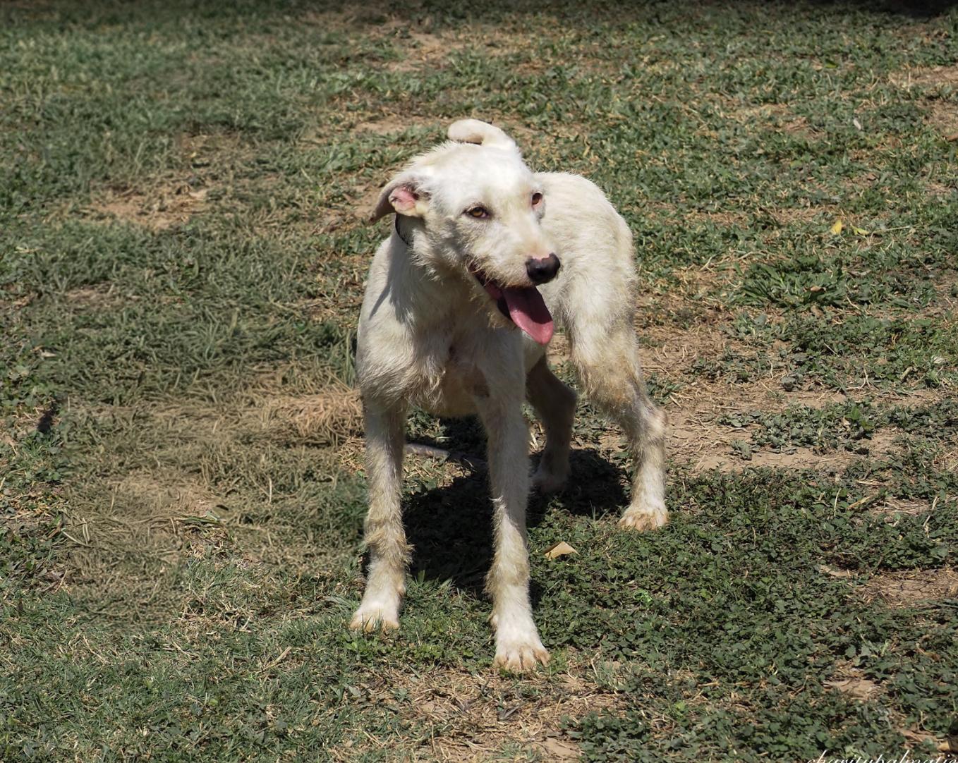 Enlarge Jacob, a Adoptable mixed breed in EL COLORADO, JAL image 5/6