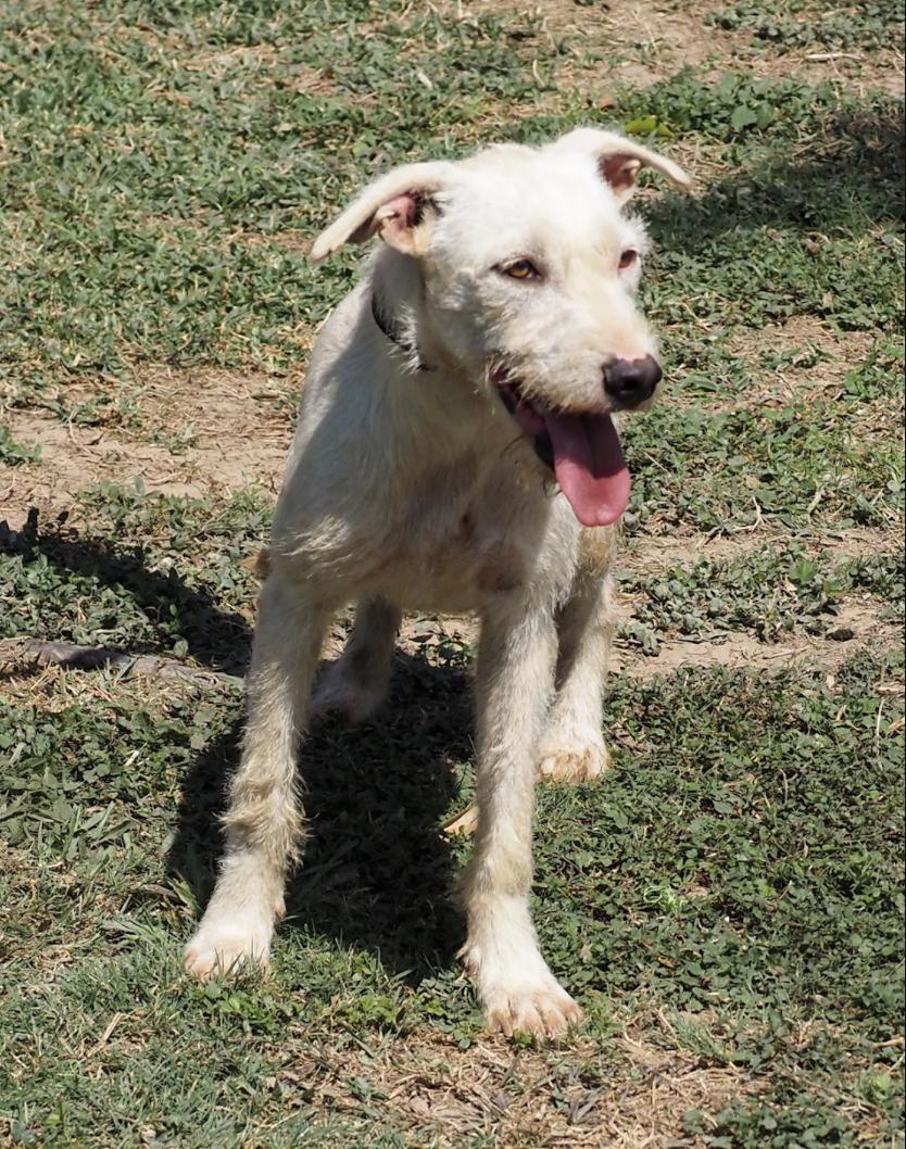 Enlarge Jacob, a Adoptable mixed breed in EL COLORADO, JAL image 2/6