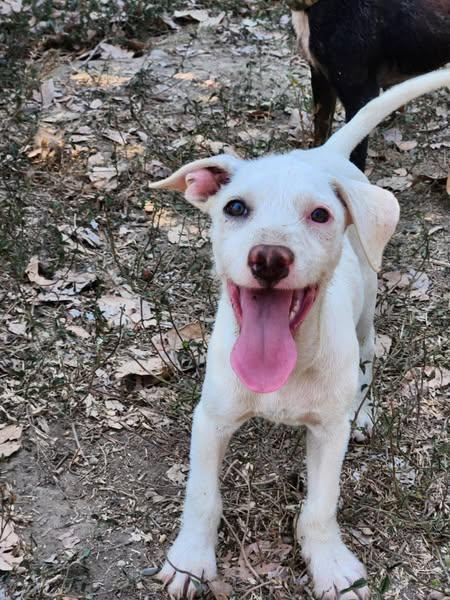 Jacob, Young Male Mixed Breed