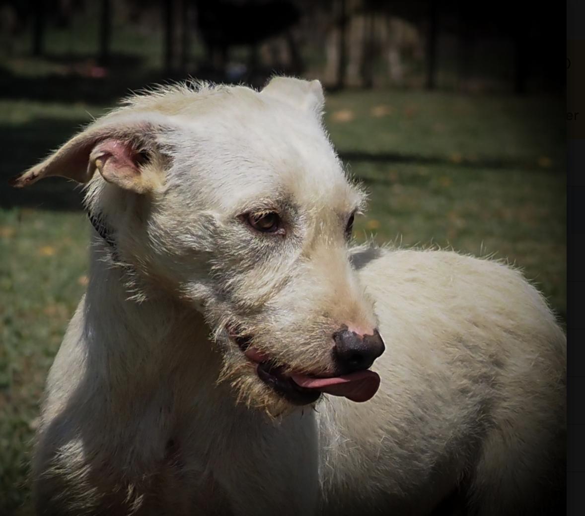 Enlarge Jacob, a Adoptable mixed breed in EL COLORADO, JAL image 4/6