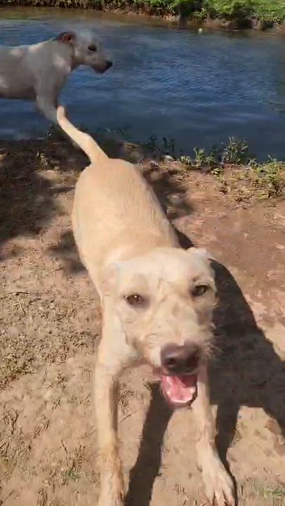 Enlarge Jacob, a Adoptable mixed breed in EL COLORADO, JAL video 6/6