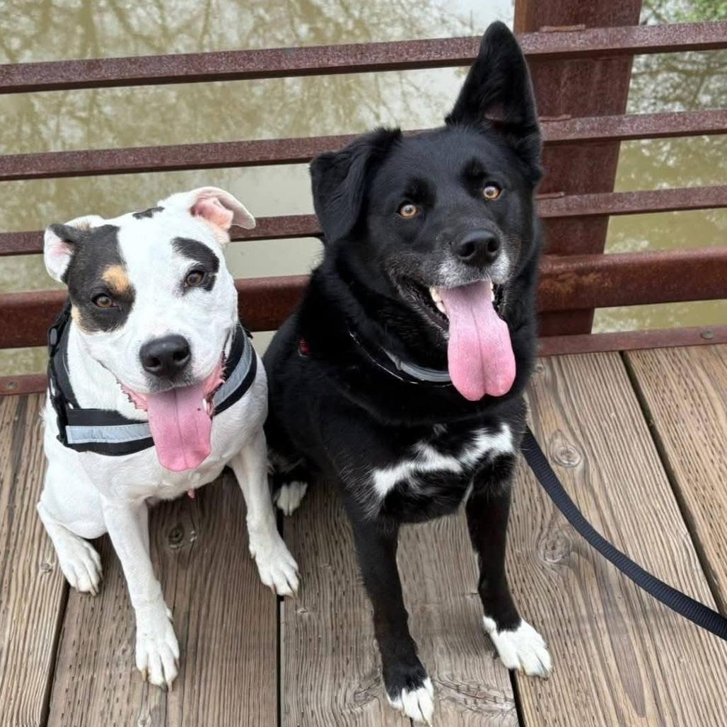 Ella, Adoptable, Adult Female Mixed Breed.