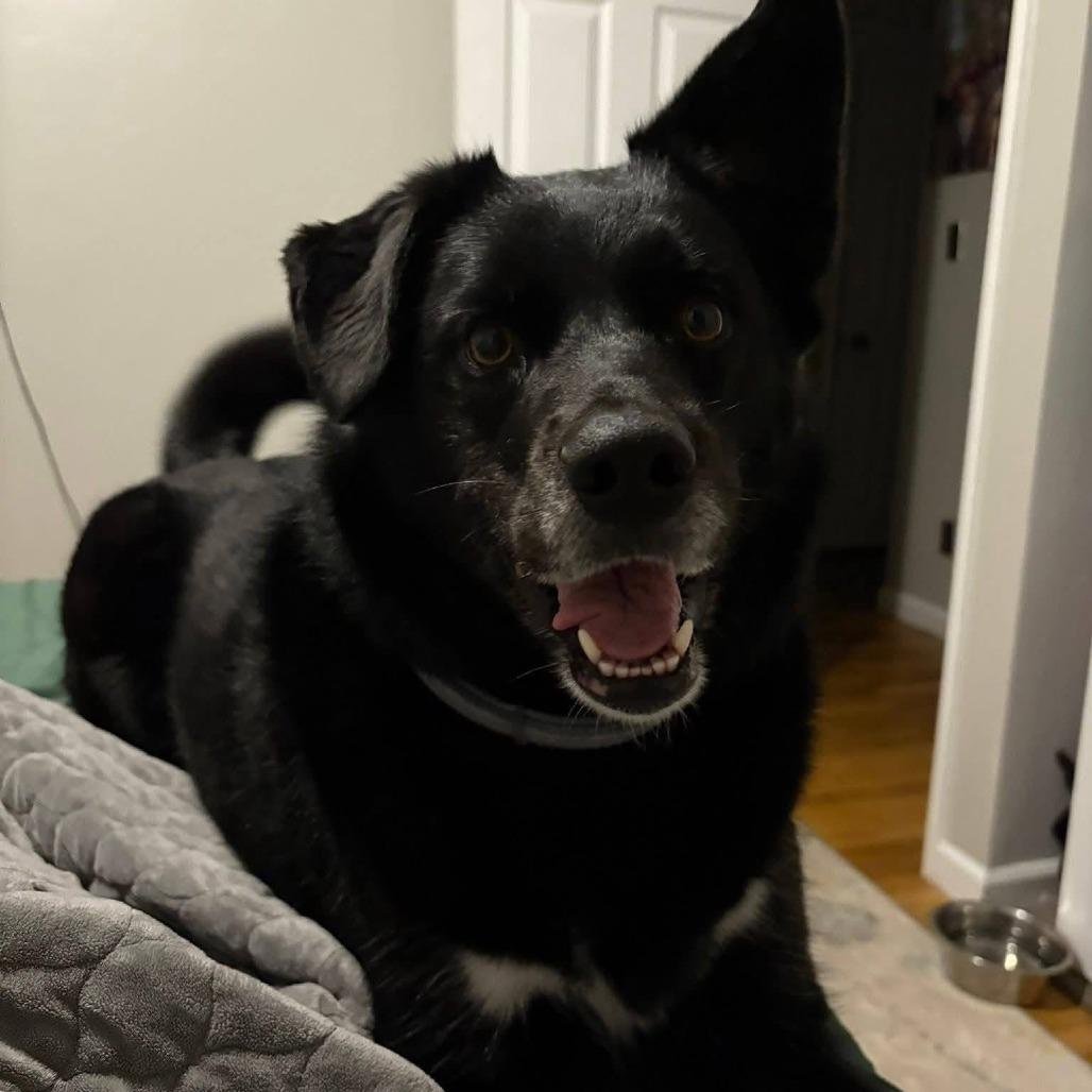 Enlarge Ella, a Adoptable Mixed Breed in Delaware, OH image 2/3