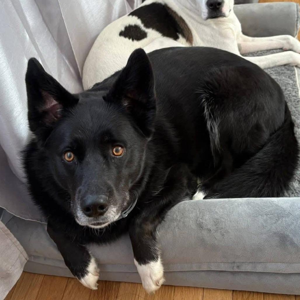 Enlarge Ella, a Adoptable Mixed Breed in Delaware, OH image 3/3