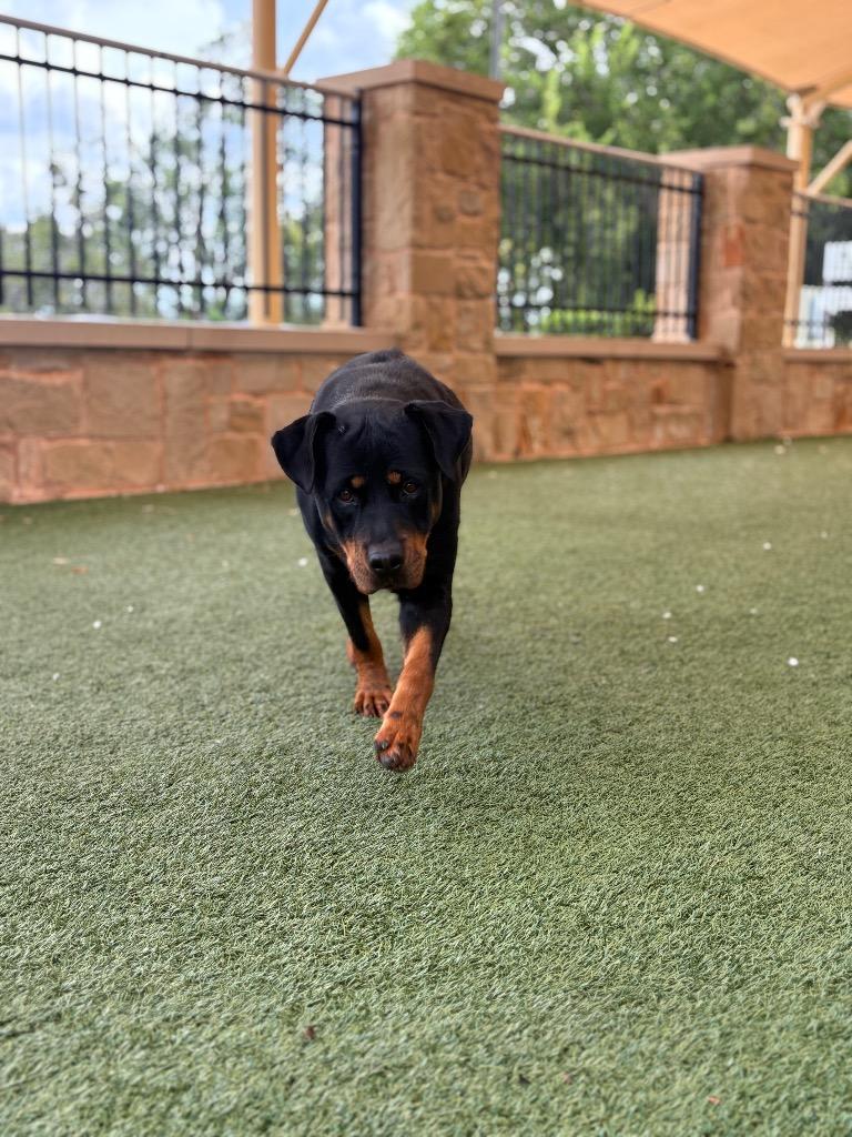 Sky, Adoptable, Adult Female Rottweiler.