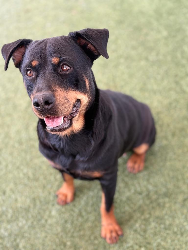 Enlarge Sky, a Adoptable Rottweiler in Seguin, TX image 2/6