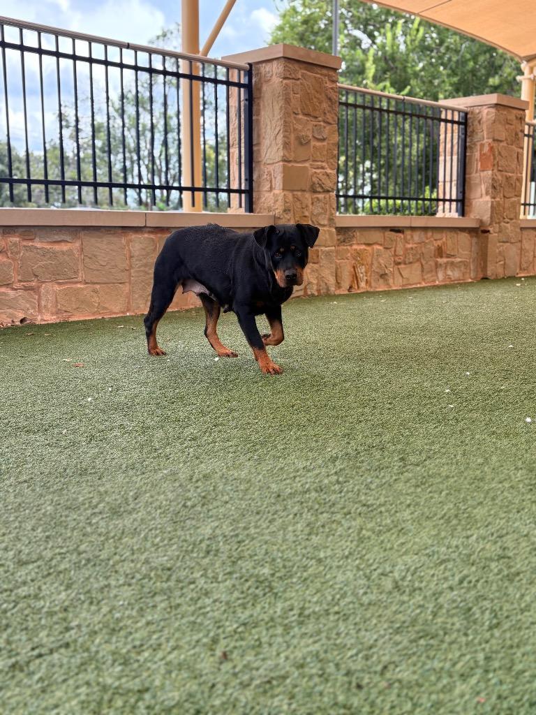 Enlarge Sky, a Adoptable Rottweiler in Seguin, TX image 3/6