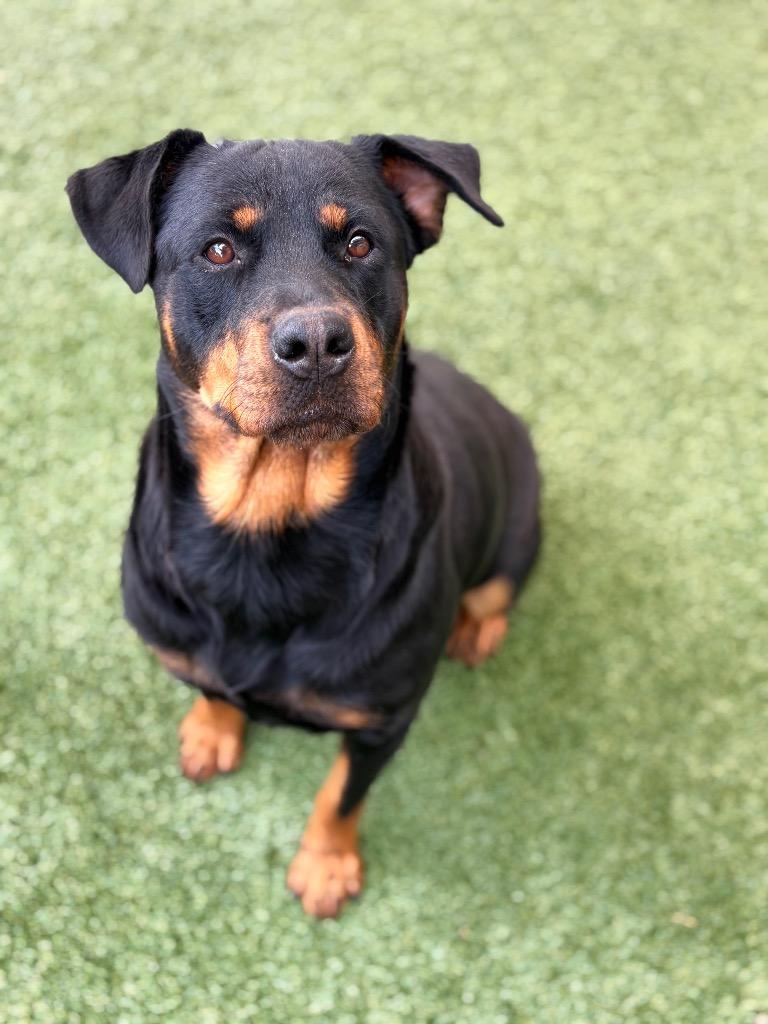 Enlarge Sky, a Adoptable Rottweiler in Seguin, TX image 4/6