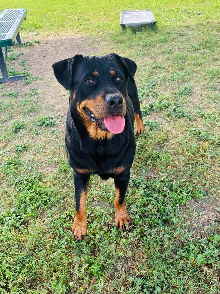 Enlarge Sky, a Adoptable Rottweiler in Seguin, TX image 5/6
