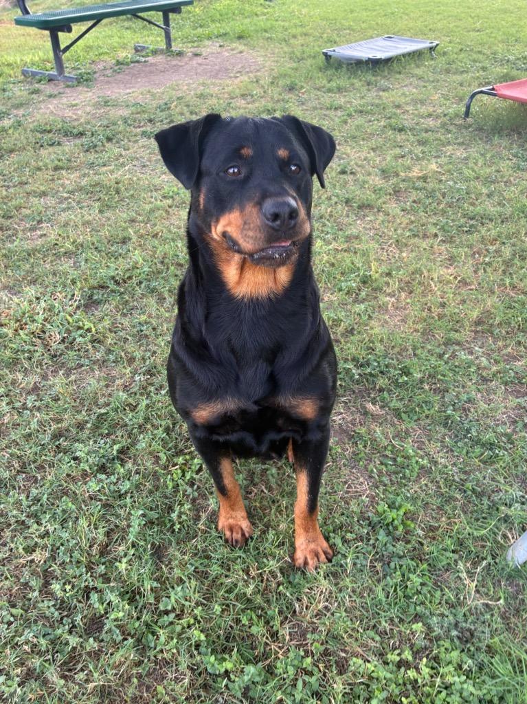 Enlarge Sky, a Adoptable Rottweiler in Seguin, TX image 6/6