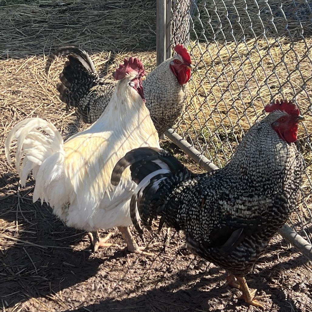 Enlarge Clover, a Adoptable Chicken in Quakertown, PA image 1/3