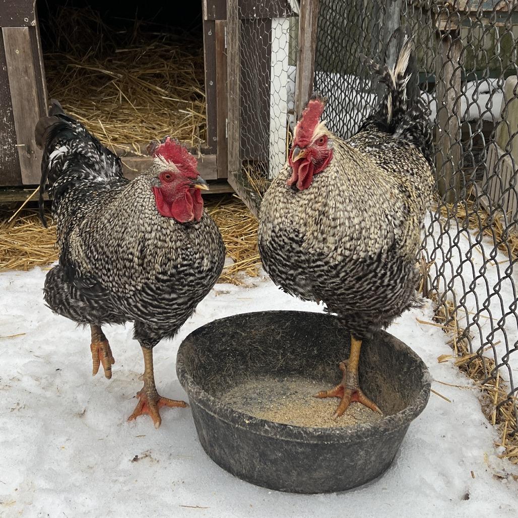 Enlarge Clover, a Adoptable Chicken in Quakertown, PA image 2/3