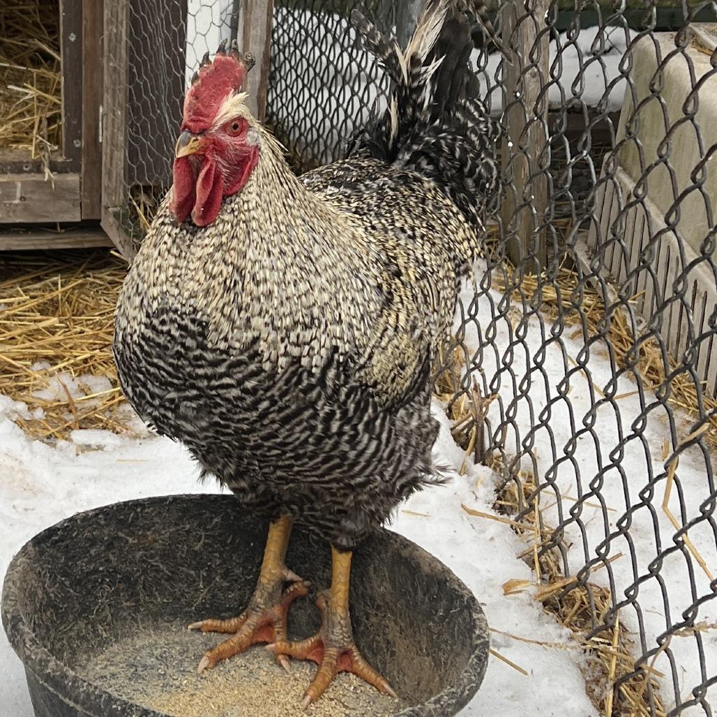 Enlarge Clover, a Adoptable Chicken in Quakertown, PA image 3/3