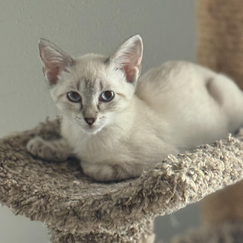 Elsa III 25-113, Adoptable, Young Female Domestic Short Hair.