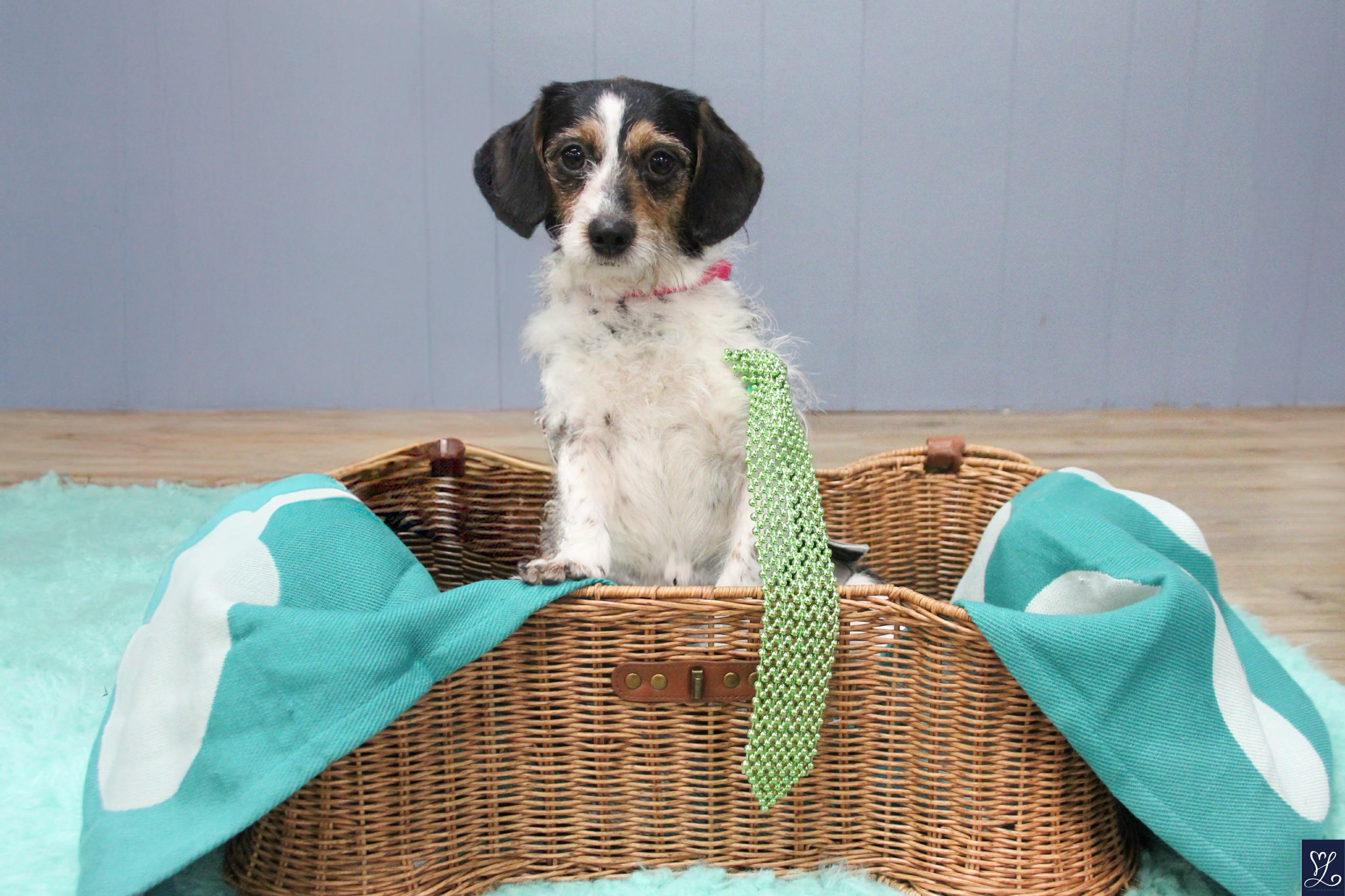 Enlarge LUCKY, an adopted mixed breed in Rochester, NY image 2/6