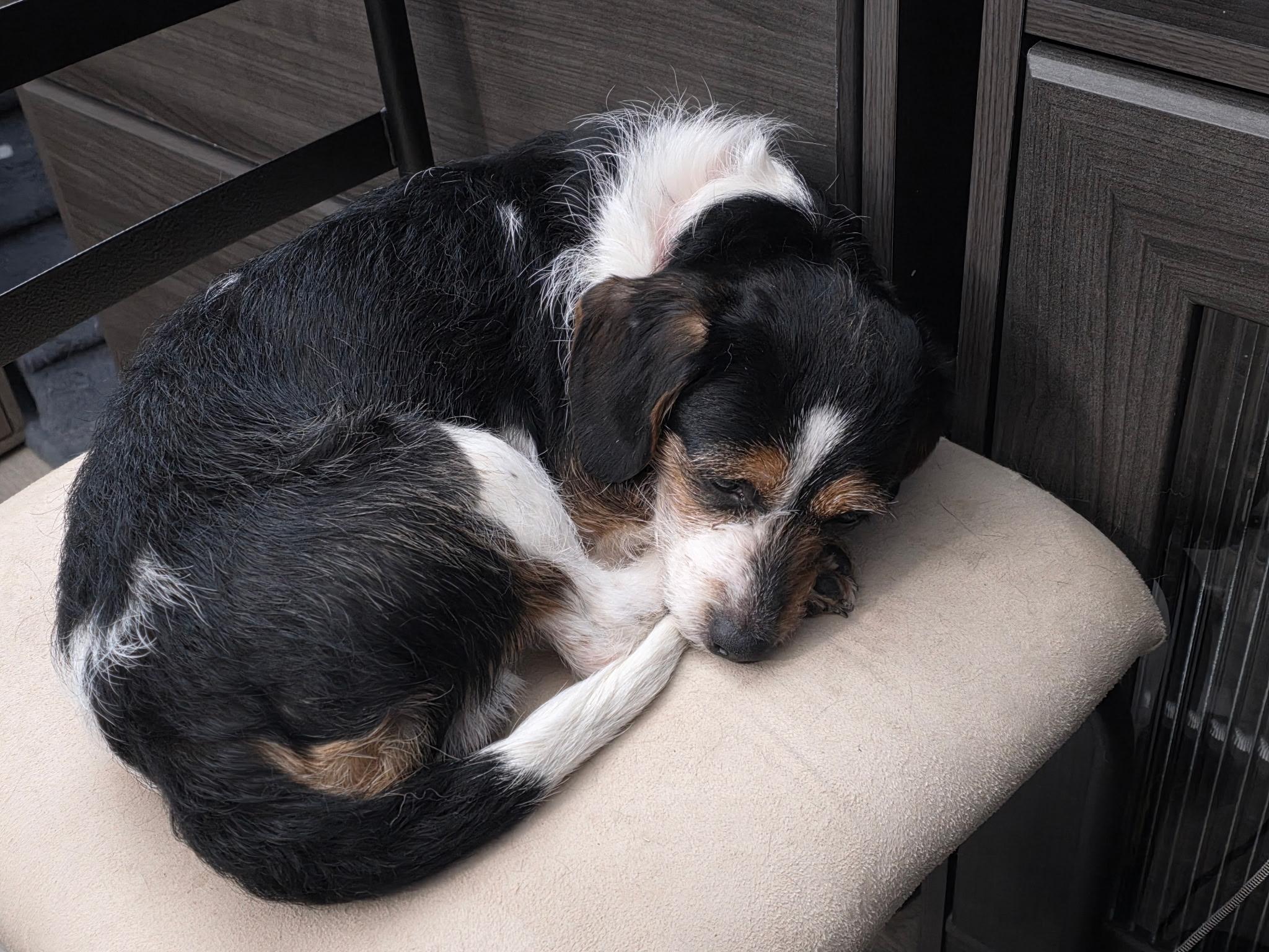 Enlarge LUCKY, an adopted mixed breed in Rochester, NY image 4/6