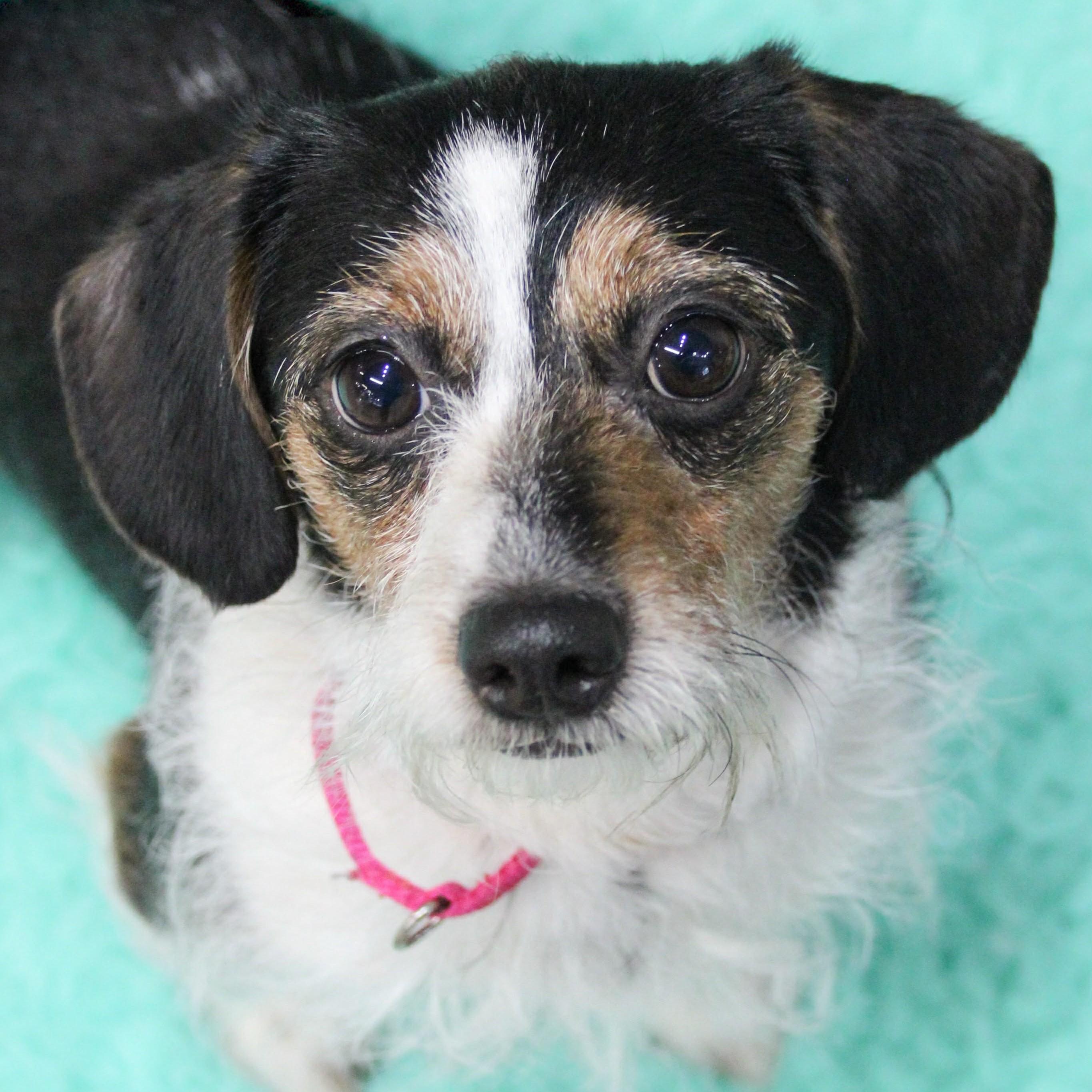 LUCKY, adopted, Adult Male Terrier & Chihuahua.