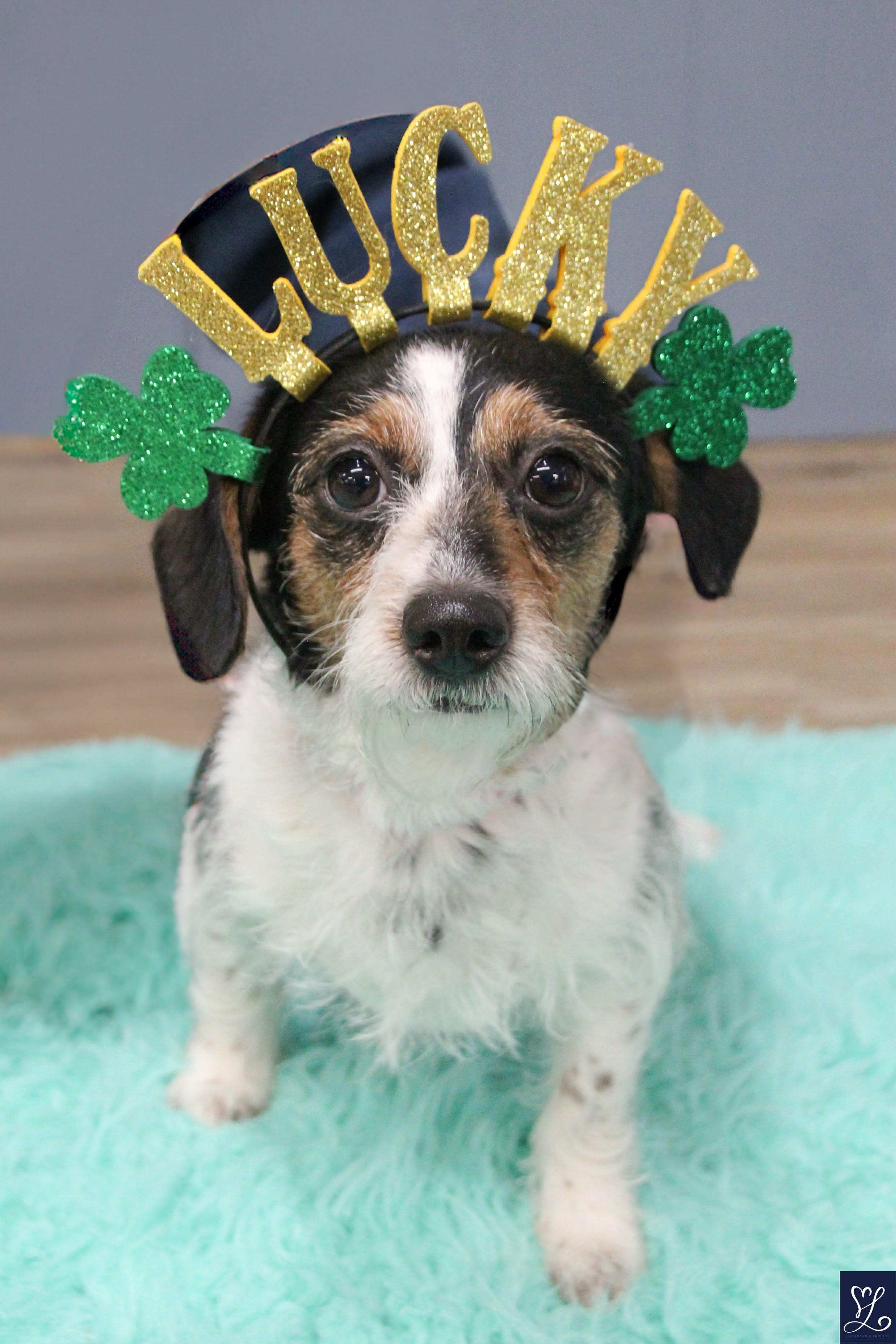 Enlarge LUCKY, an adopted mixed breed in Rochester, NY image 6/6
