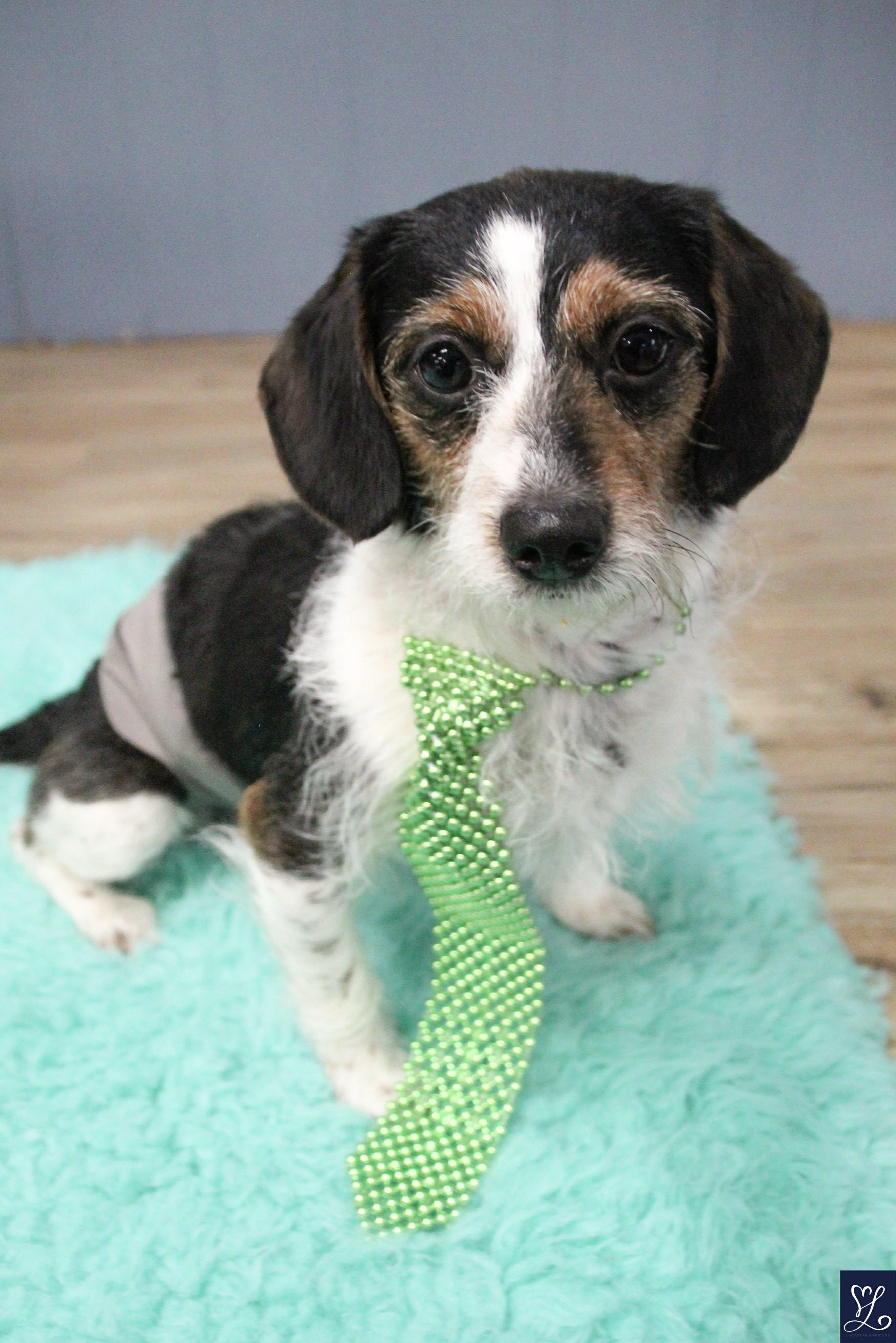 Enlarge LUCKY, an adopted mixed breed in Rochester, NY image 3/6