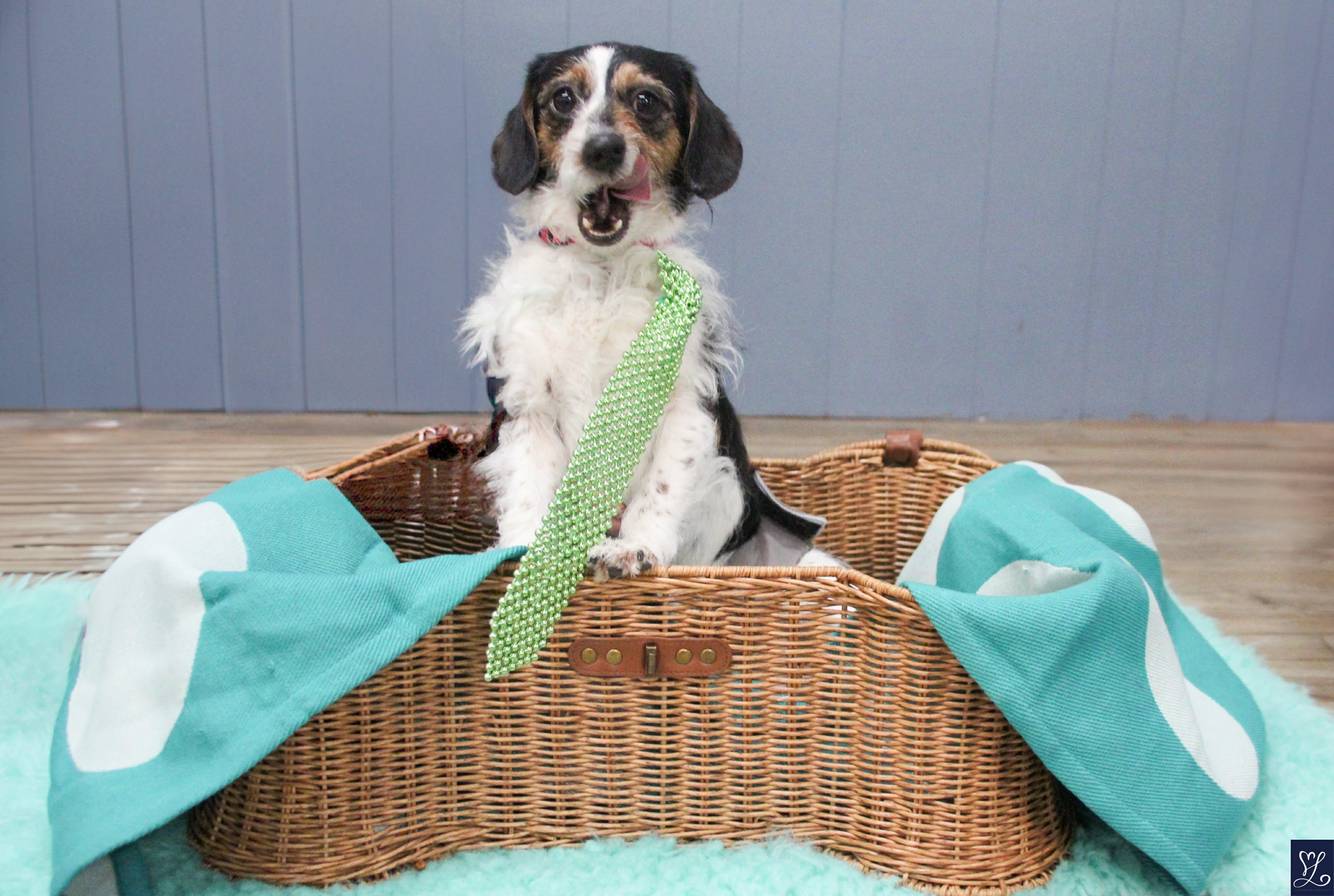 Enlarge LUCKY, an adopted mixed breed in Rochester, NY image 5/6