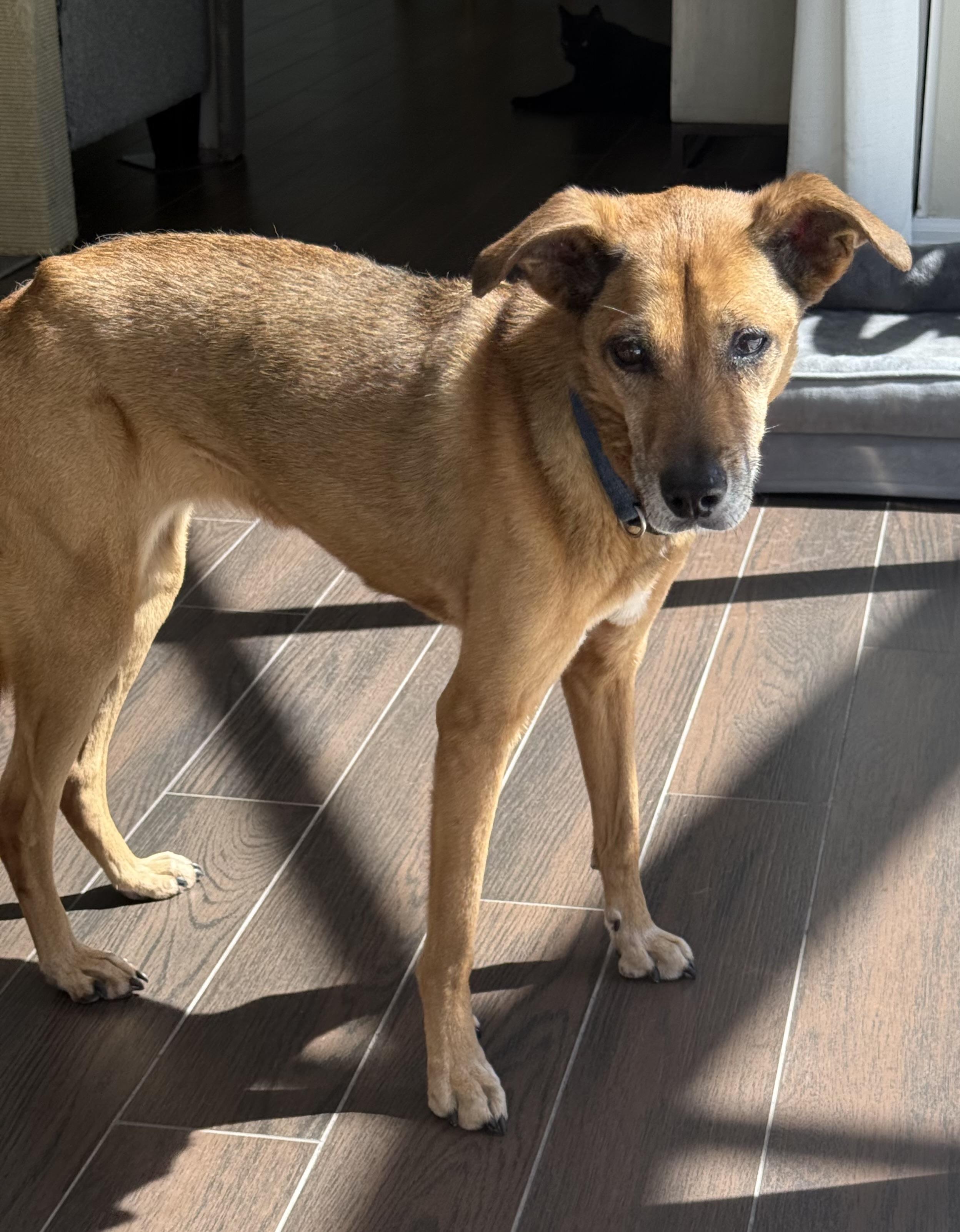 Enlarge April, a Adoptable mixed breed in Bradenton, FL image 3/5