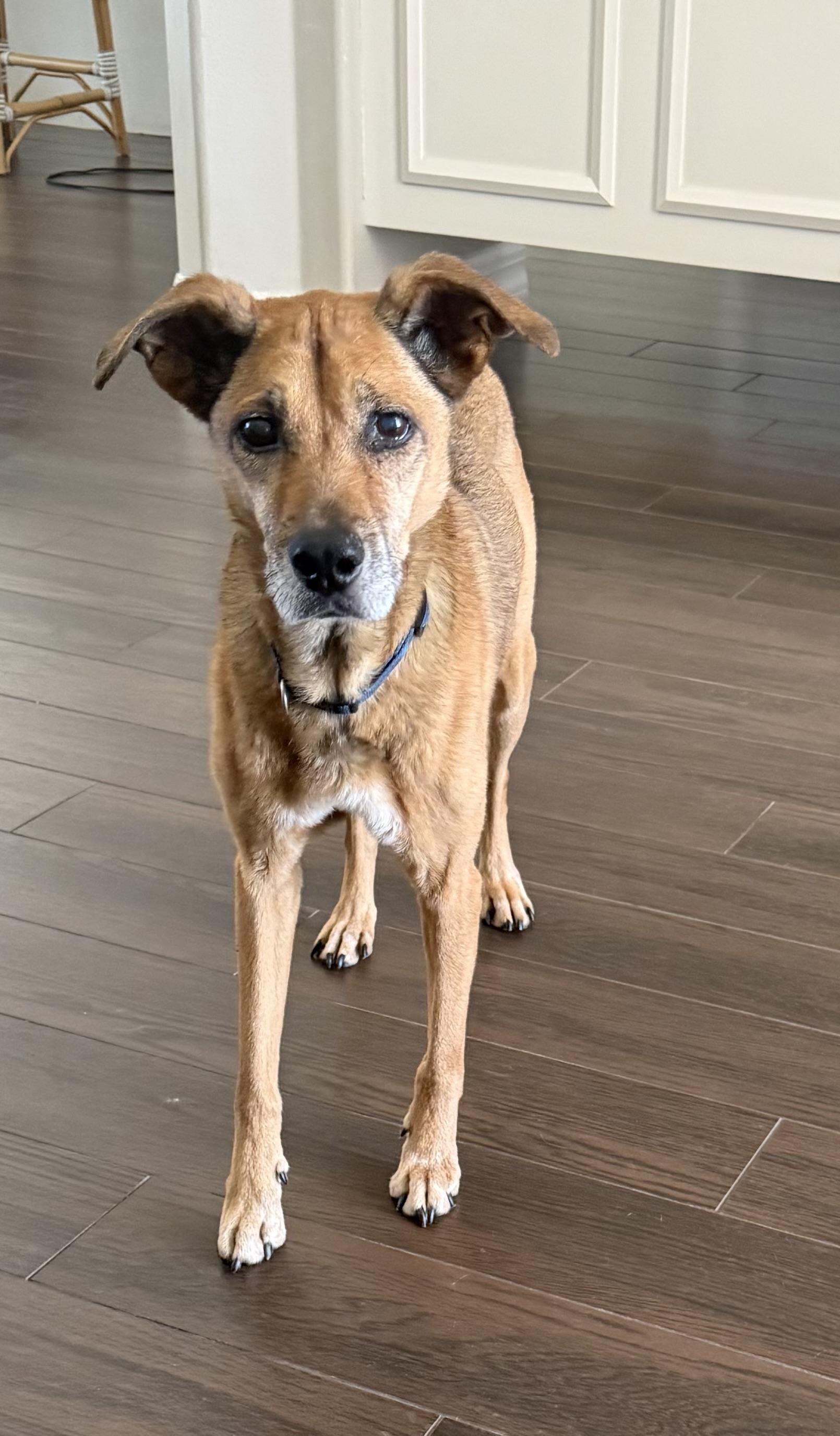 April, Adoptable, Senior Female Shepherd.