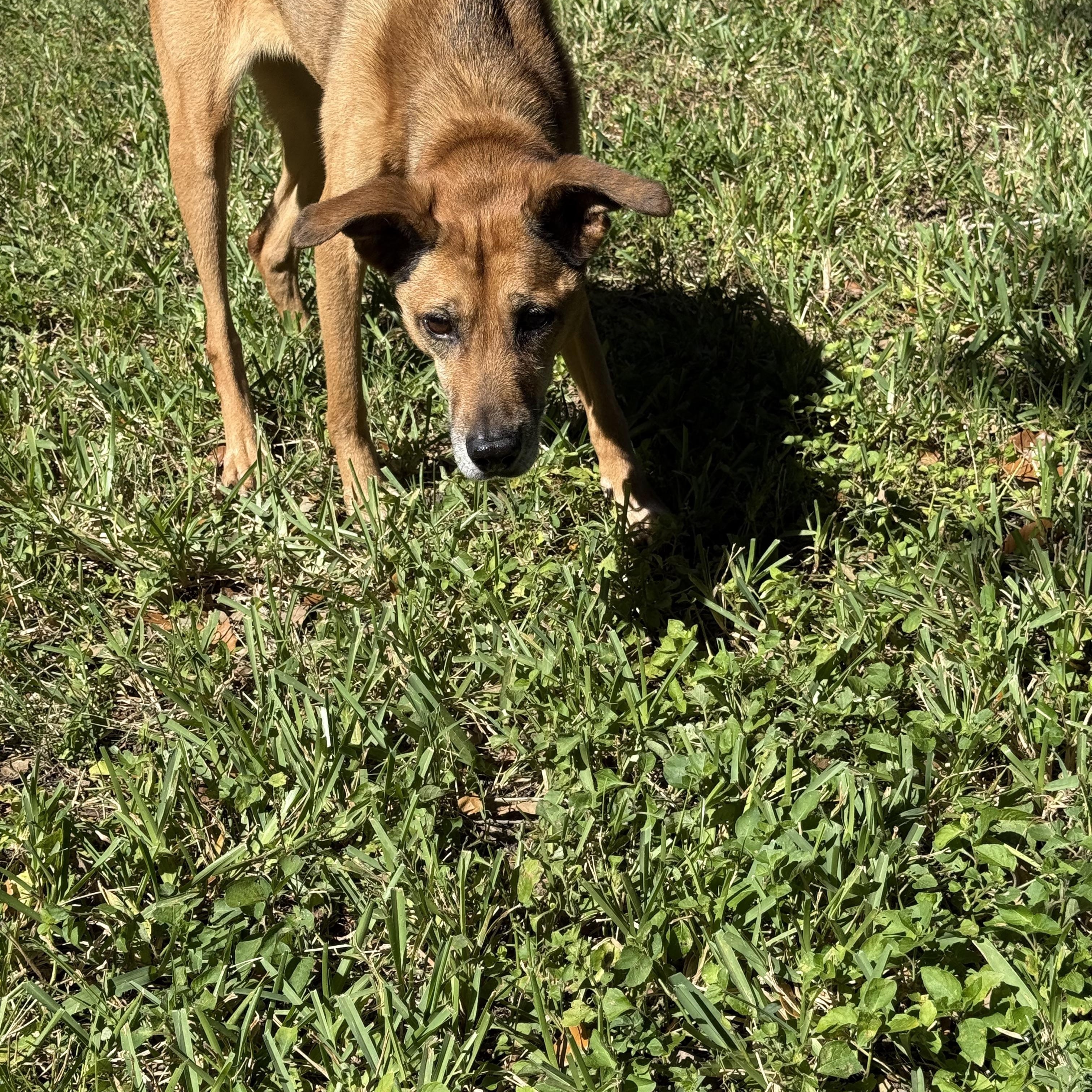Enlarge April, a Adoptable mixed breed in Bradenton, FL image 5/5