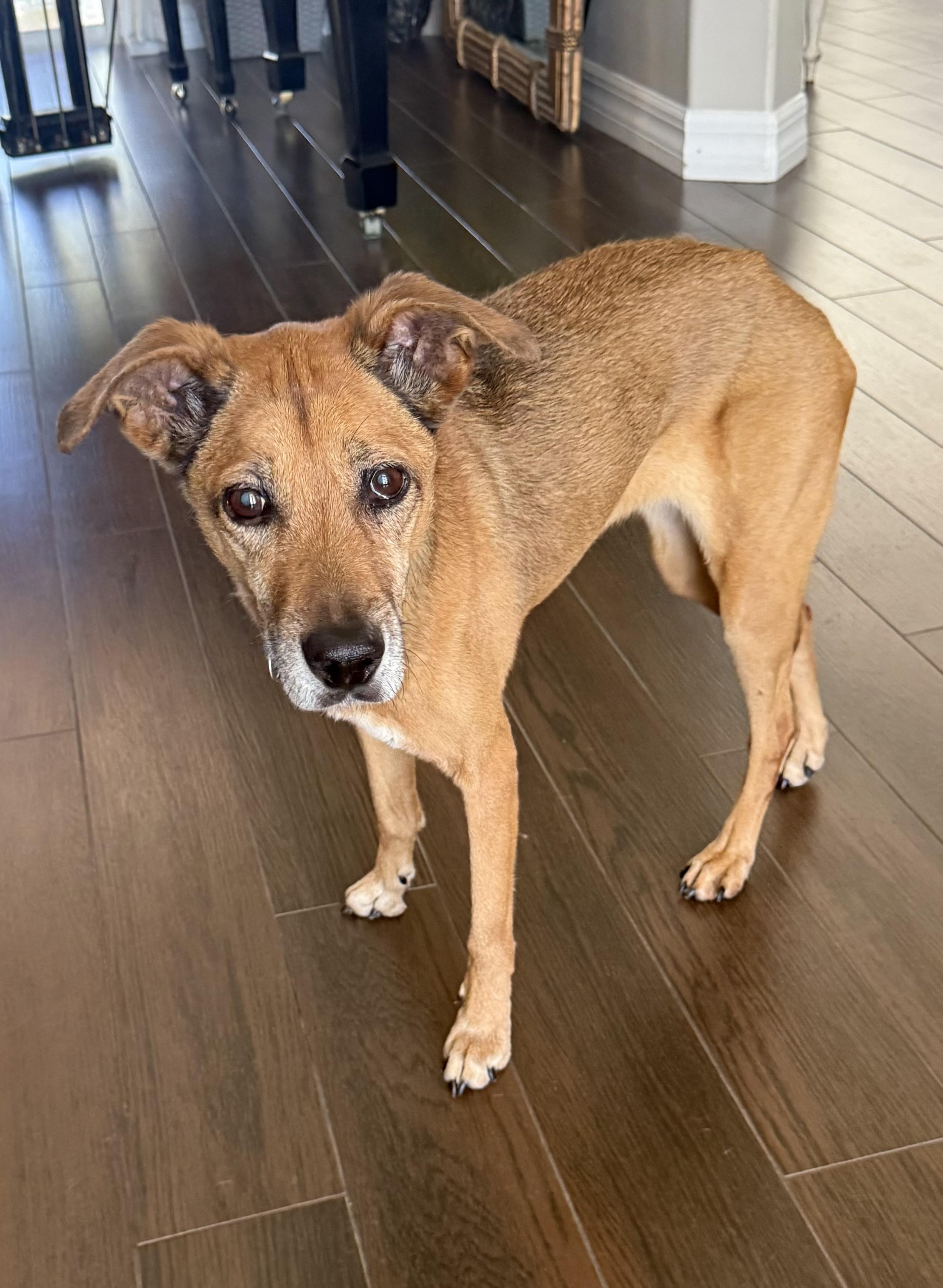 Enlarge April, a Adoptable mixed breed in Bradenton, FL image 2/5