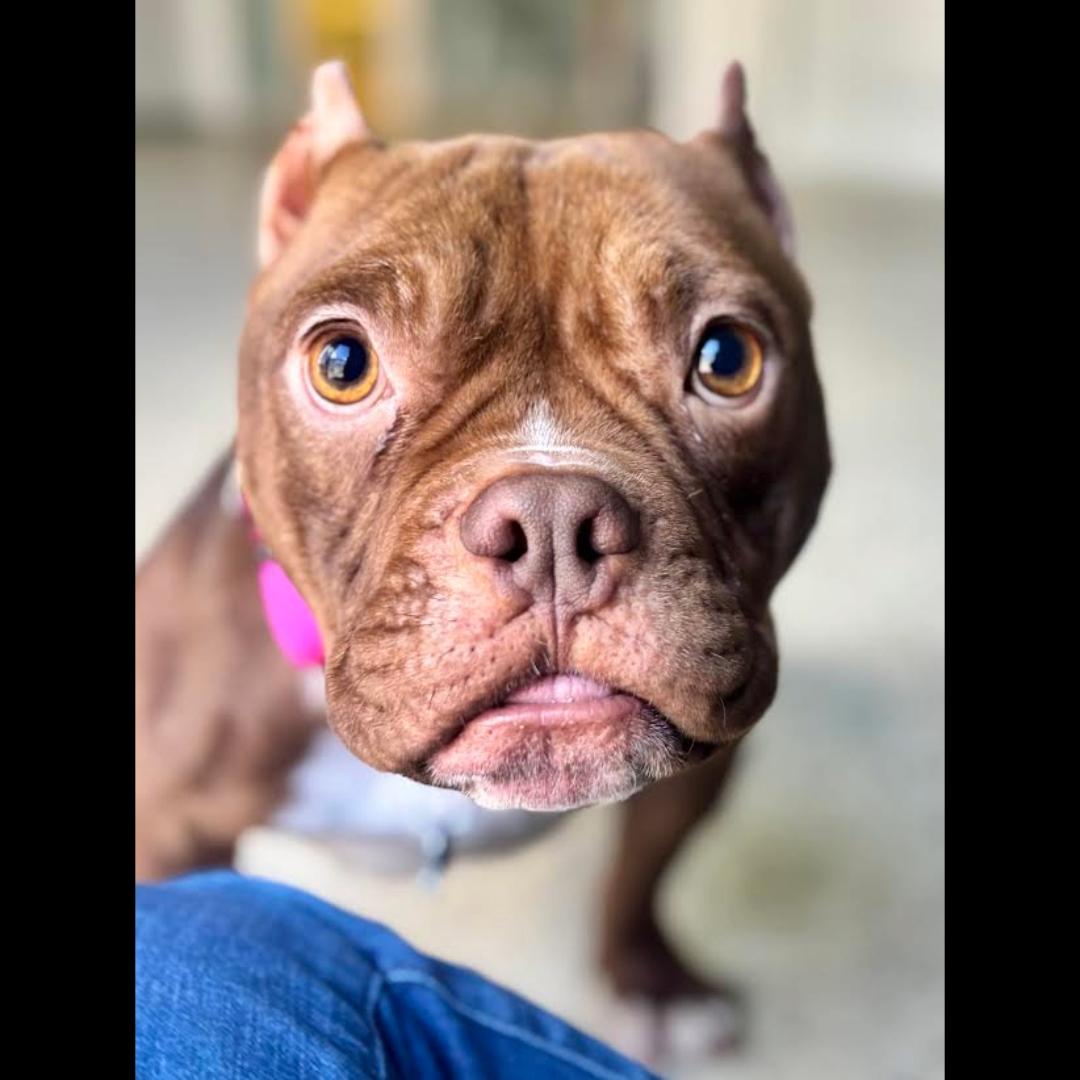 Spaghettios, ADOPTABLE, Adult Female American Bully.